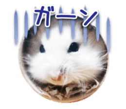 Djungarian hamster -Daifuku- Photo ver.1 sticker #14209541