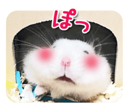 Djungarian hamster -Daifuku- Photo ver.1 sticker #14209544