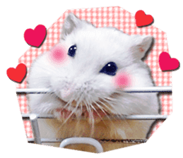 Djungarian hamster -Daifuku- Photo ver.1 sticker #14209545
