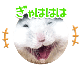 Djungarian hamster -Daifuku- Photo ver.1 sticker #14209546