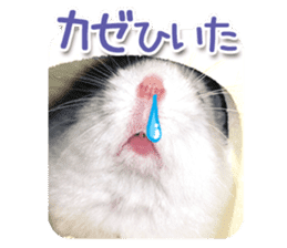 Djungarian hamster -Daifuku- Photo ver.1 sticker #14209547