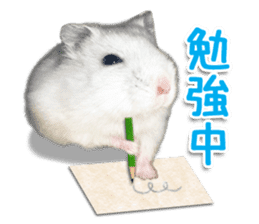 Djungarian hamster -Daifuku- Photo ver.1 sticker #14209548