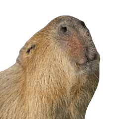 Capybara of Kapi-chan 2(English edition)