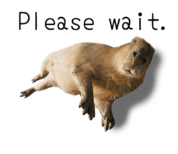 Capybara of Kapi-chan 2(English edition) sticker #14210854