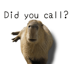 Capybara of Kapi-chan 2(English edition) sticker #14210856