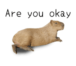 Capybara of Kapi-chan 2(English edition) sticker #14210859