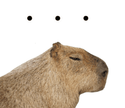 Capybara of Kapi-chan 2(English edition) sticker #14210861