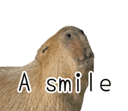 Capybara of Kapi-chan 2(English edition) sticker #14210866