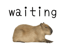 Capybara of Kapi-chan 2(English edition) sticker #14210870
