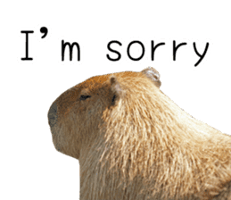 Capybara of Kapi-chan 2(English edition) sticker #14210874