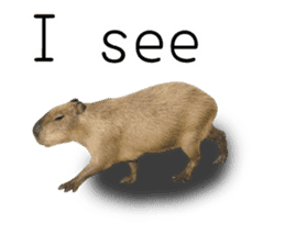 Capybara of Kapi-chan 2(English edition) sticker #14210875