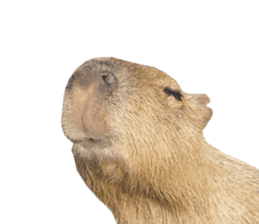 Capybara of Kapi-chan 2(English edition) sticker #14210878