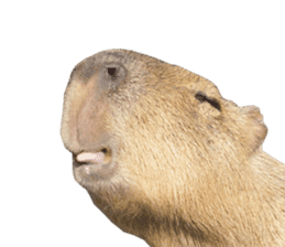 Capybara of Kapi-chan 2(English edition) sticker #14210879
