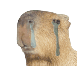 Capybara of Kapi-chan 2(English edition) sticker #14210880