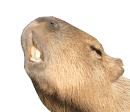 Capybara of Kapi-chan 2(English edition) sticker #14210881