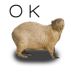 Capybara of Kapi-chan 2(English edition) sticker #14210882