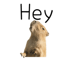 Capybara of Kapi-chan 2(English edition) sticker #14210892