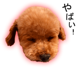 Happy days of Toy Poodle Picture ver. sticker #14211862