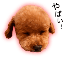 Happy days of Toy Poodle Picture ver. sticker #14211862