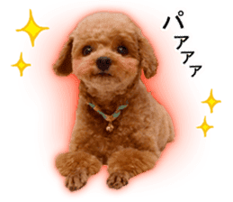 Happy days of Toy Poodle Picture ver. sticker #14211863