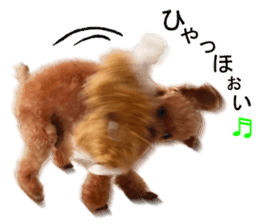 Happy days of Toy Poodle Picture ver. sticker #14211864