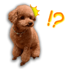 Happy days of Toy Poodle Picture ver. sticker #14211865