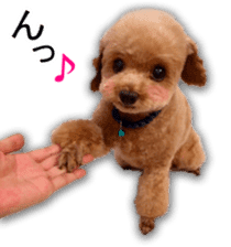 Happy days of Toy Poodle Picture ver. sticker #14211866
