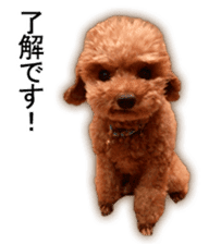 Happy days of Toy Poodle Picture ver. sticker #14211867