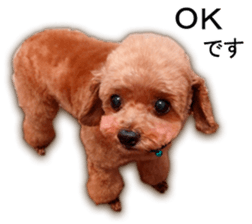 Happy days of Toy Poodle Picture ver. sticker #14211868