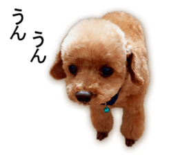 Happy days of Toy Poodle Picture ver. sticker #14211869