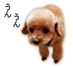 Happy days of Toy Poodle Picture ver. sticker #14211869