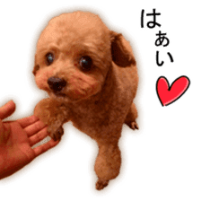 Happy days of Toy Poodle Picture ver. sticker #14211870