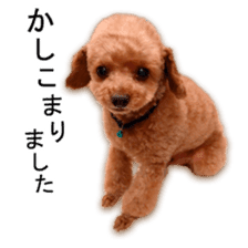 Happy days of Toy Poodle Picture ver. sticker #14211871