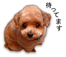 Happy days of Toy Poodle Picture ver. sticker #14211872