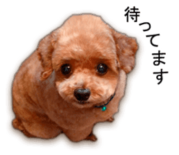 Happy days of Toy Poodle Picture ver. sticker #14211872