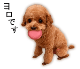 Happy days of Toy Poodle Picture ver. sticker #14211873