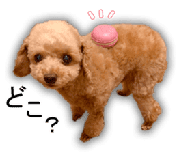 Happy days of Toy Poodle Picture ver. sticker #14211874