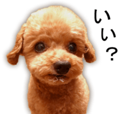 Happy days of Toy Poodle Picture ver. sticker #14211876