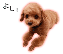 Happy days of Toy Poodle Picture ver. sticker #14211877