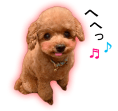 Happy days of Toy Poodle Picture ver. sticker #14211878