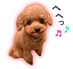 Happy days of Toy Poodle Picture ver. sticker #14211878