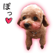 Happy days of Toy Poodle Picture ver. sticker #14211879