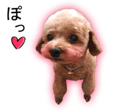 Happy days of Toy Poodle Picture ver. sticker #14211879