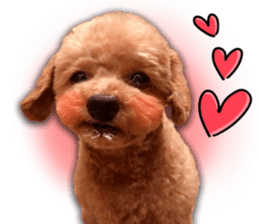 Happy days of Toy Poodle Picture ver. sticker #14211880