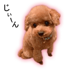 Happy days of Toy Poodle Picture ver. sticker #14211881