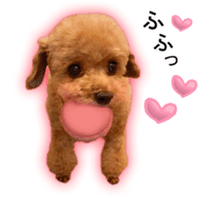 Happy days of Toy Poodle Picture ver. sticker #14211882