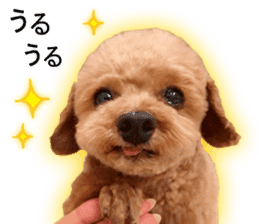 Happy days of Toy Poodle Picture ver. sticker #14211883