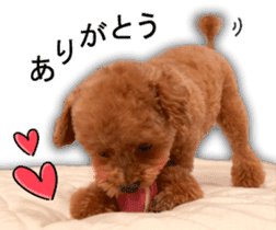 Happy days of Toy Poodle Picture ver. sticker #14211884