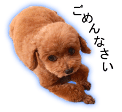 Happy days of Toy Poodle Picture ver. sticker #14211885