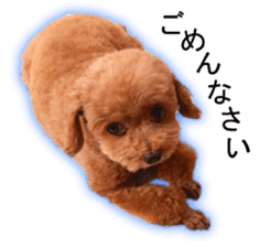 Happy days of Toy Poodle Picture ver. sticker #14211885